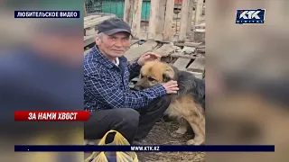 Встреча собаки с хозяином после паводка растрогала казахстанцев