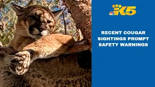 Recent cougar sightings prompt safety tips, closures from Washington wildlife officials