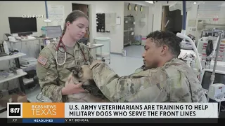 U.S. Army veterinarians train to help dogs that serve in front lines