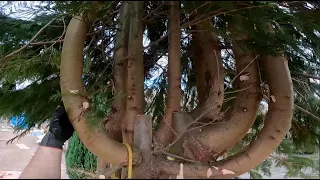 Removing Your Average Sized Garden Tree 🌲