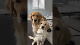 Daisy meets her baby sister ❤️ #dog #goldenretriever #puppy #dogs #puppies