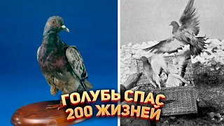 🕊Этот голубь спас жизни 200 человек