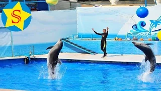 Дельфинарий Санкт-Петербурга Дельфины и морские котики шоу Delphinarium Dolphins and fur seals show