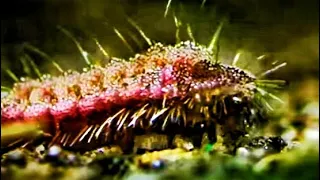 carnivorous undercover caterpillar 🐛@pudumagaweshakalk @BBC