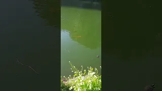 рыба черепаха пруд