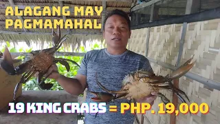 WOW! 19,000 pesos ang 19 pieces na crabs! (New Innovation Crab Fattening System Results)