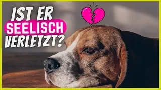 Wenn dein Hund DAS tut, ist er seelisch verletzt