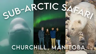 Polar Bears, Beluga Whales and Northern Lights in Churchill, Manitoba, Canada