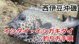 イシダイ＆イシガキダイ　餌のつけ方・投入・アタリからのアワセ 解説動画☆ポイント水中映像もアリ♪