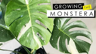 MONSTERA DELICIOSA CARE - GROW WITHOUT SOIL, FERTILIZER, & DEALING WITH ROOT ROT