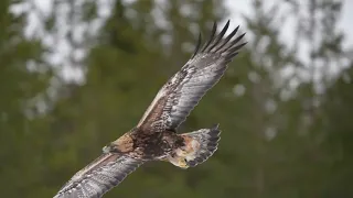 Golden eagle in Utajarvi.