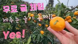 제주에선 귤🍊이 공짜라구? 무료 귤🍊체험 레알 가능!!!맘껏 따가세요😻