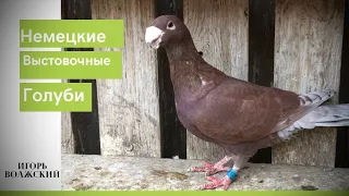 Немецкие выставочные голуби. Игорь Волжский