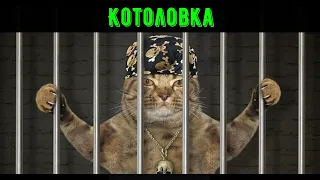 Котоловка. Кошколовка. Живоловушка.