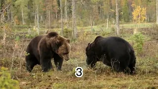 5 minutes worth watching the bear fight fiercely,Mother bear protects her cubs | Animal TV show