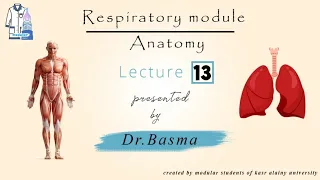 13- respiratoty(Typical intercostal nerves) Dr Basma Anatomy