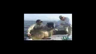 500 Pound Goliath Grouper Sea Bass Jewfish Fish Chew On This! Fishing