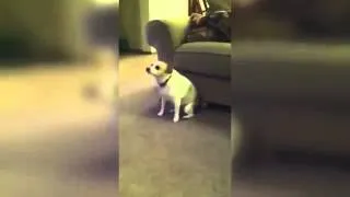 Собака танцует под рэп   Dog dances to rap music Супер приколы про животных Февраль  2014