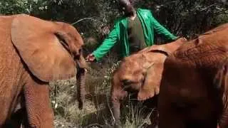 Murera's Rescue | Sheldrick Trust