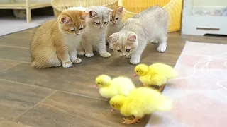 The kittens' reaction to meeting ducklings for the first time is too cute