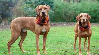 12 Most Popular Vizsla Mixes