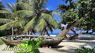 🇲🇻 | Malediwy 🌴 | Dharavandhoo 🏝 | Kiha Beach **** 🐠🐟🦈 Baa Atoll