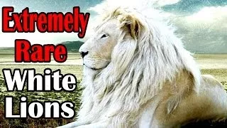 National Geographic Documentary Endangered African White Lions - The Best Documentary Ever