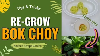 How to Re-Grow Bok Choy from Kitchen Scraps | Kitchen Garden