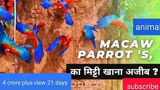 The Wild Macaw parrot's |Full Hindi Episode 1 With largest macaw