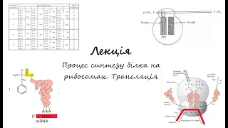 Біохімія. Лекція. Біосинтез білків у рибосомах. Трансляція