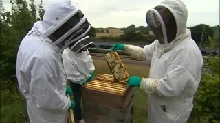 Making a Buzz - Beehives beside railway embankments - Amanda Akass