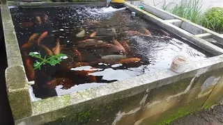 Kolam Nila sistem RAS depan rumah