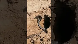 Monster Black Cobra|snake rescue