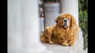 TIBETI MASTIFF & MEGBÍZHATÓ TENYÉSZTŐK: GÁLOS MARIANN, ORTIPO BLACK KENNEL, PORTUGÁL VIZIKUTYA