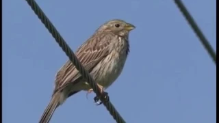 Bruant proyer  chant    Corn Bunting   Grauammer    Emberiza calandra