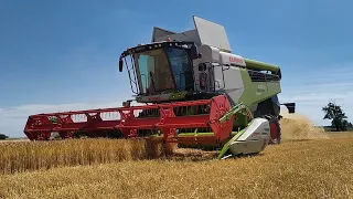 Žatva 2022 | Claas Lexion 6600 |