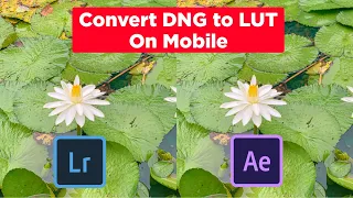 Convert DNG to LUT In 2021