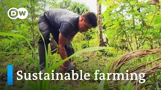 Peru: Sustainable farming in the rainforest | Global Ideas