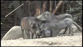 WARTHOGS REUNITED