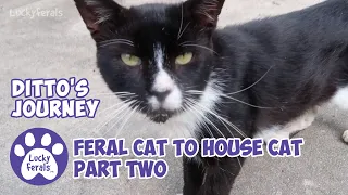 Feral Cat To House Cat PART 2 * Cat Documentary * Ditto's Journey * Lucky Ferals S5 E6