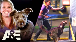 “Theo” The Purple Mohawk Pooch CRUSHES Obstacle Course Run | America's Top Dog | A&E