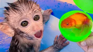 Monkey Tiny Baby Swimming Pool and puppy So cute ducklings, koi fish, goldfish open Surprise eggs