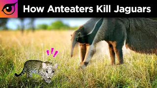 How Anteaters Kill Jaguars