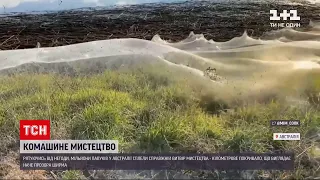 Новини світу: в Австралії мільйони комах сплели павутиння, що вкрило узбережжя озера