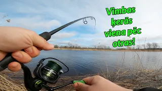 Vairāk kā 10 vimbas dažās stundās! Vimbu cope uzņem apgriezienus! Lielupe 24.03.2023.