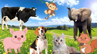 Interesting animals - Cow, pig, dog, squirrel, elephant - Animal sounds