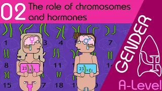 The role of chromosomes and hormones - Gender [AQA ALevel Psychology]