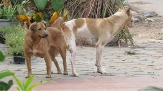 Season Winter Is The Best For Dog Meeting With Friends