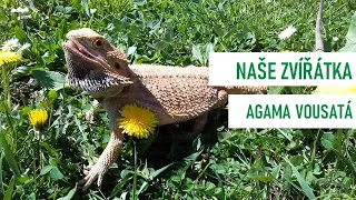 Naše zvířátka - Agama vousatá