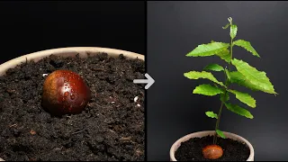 CHESTNUT Growing From Seed TIME LAPSE - 35 Days #timelapse #chestnut #growing